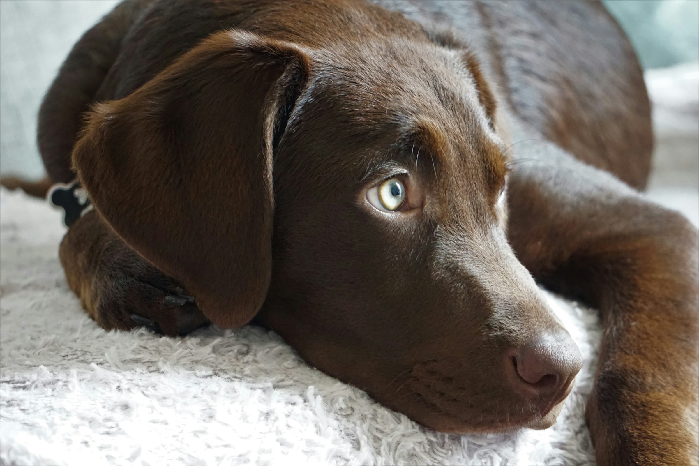 a resting dog seemingly looking at nothing in particular